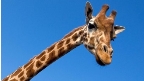 Длинная шея жирафа: ради спаривания или ради еды? - BBC News Русская служба